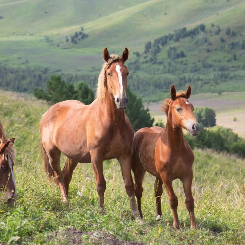 Алтайская кругосветка: на минивэне по кольцевому маршруту и топовым локациям