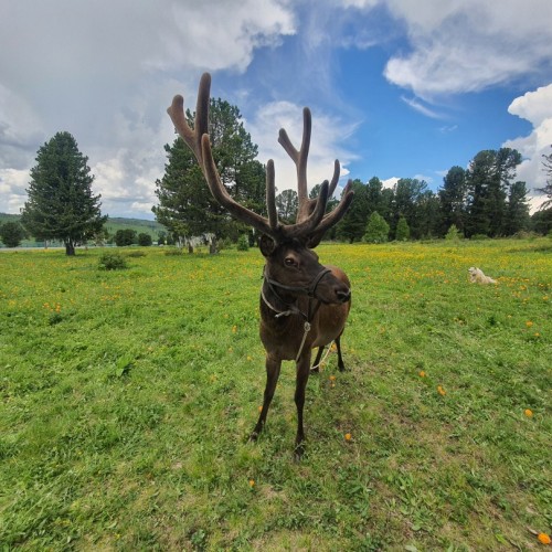 Алтай по максимуму: горные перевалы, прогулка по Телецкому озеру и высадка на Марсе