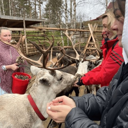 Териберка, Мурманск и деревня саамов: приключения на Кольском с поездкой за сиянием и поиском китов
