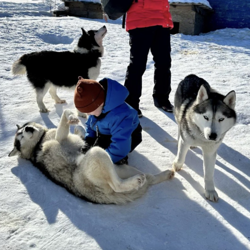На Север за впечатлениями: северное сияние, Териберка, саамская деревня, хаски и олени