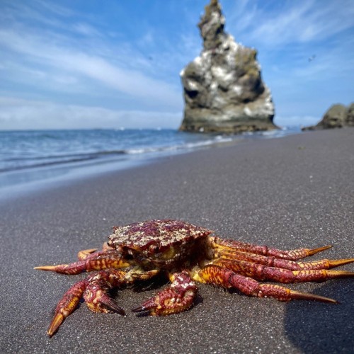Экспедиция по Камчатке с восхождениями на вулканы, морской прогулкой и рыбалкой