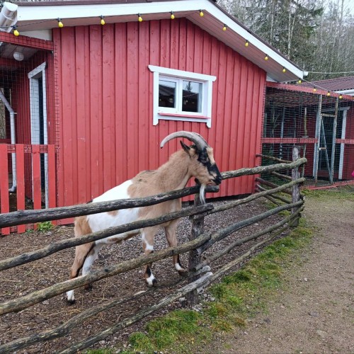 Ферма-парк «Илоранта» + дегустация сыров и сидра — из Санкт-Петербурга