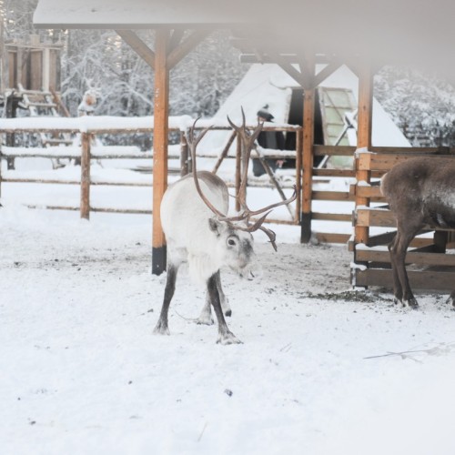 В экопарк «Долина водопадов» и музей «Кирьяж» — из Петербурга