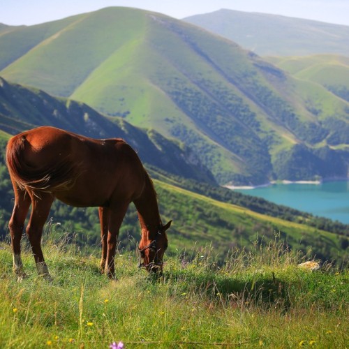 Большой кавказский трип: Дагестан, Осетия, Чечня и Ингушетия
