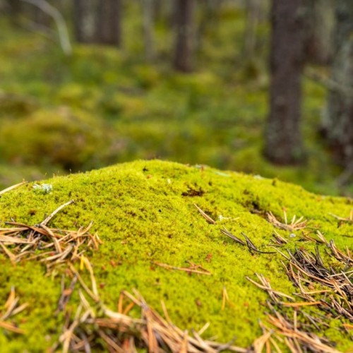 Треккинг-тур с комфортным проживанием: по Хибинам налегке