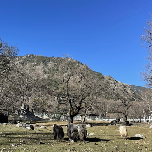 По Домбаю в мини-группе: горы, озеро Кара-Кёль и Тебердинский заповедник
