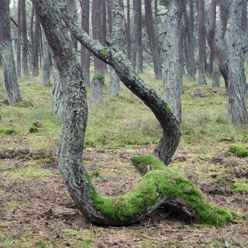 Первый раз на Куршской косе — из Зеленоградска