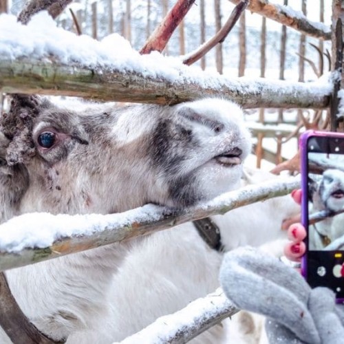 Териберка, Мурманск и деревня саамов: приключения на Кольском с поездкой за сиянием и поиском китов