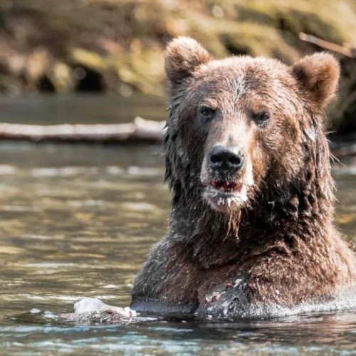 Активный отдых на Камчатке в мини-группе: треккинги, сплавы, квадроциклы
