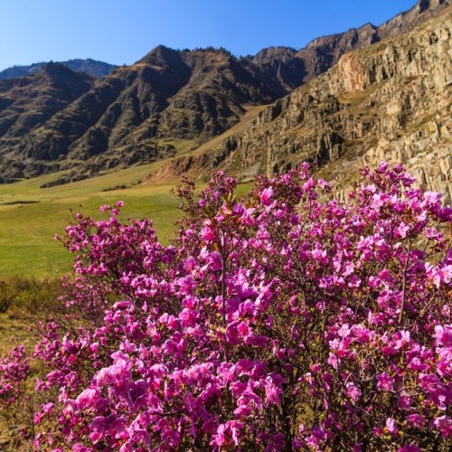 Лиловый наряд Алтая: путешествие по знаковым локациям и цветение маральника