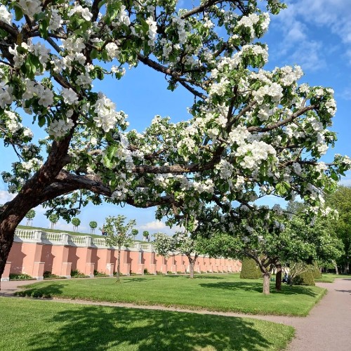 Два знаменитых парка Петергофа за 1 день