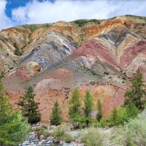 В сиреневом море цветов: весенний автотур по Чуйскому тракту