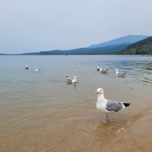 Тур «всё включено» на Байкал и в Бурятию: прогулка на катере, национальная кухня, буддийские святыни