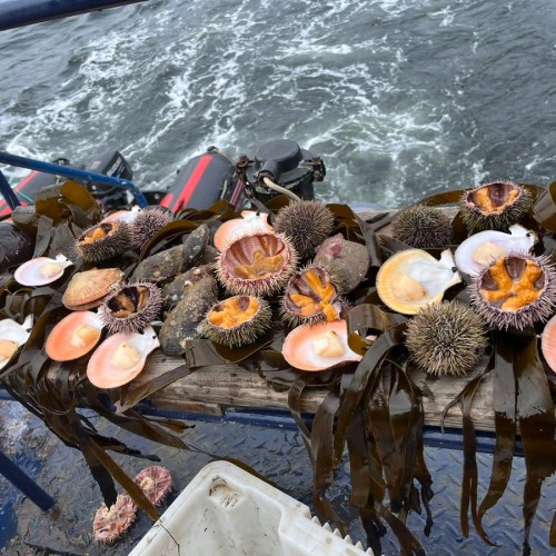 Арктические приключения: морская прогулка в поисках китов, Териберка и этническая деревня