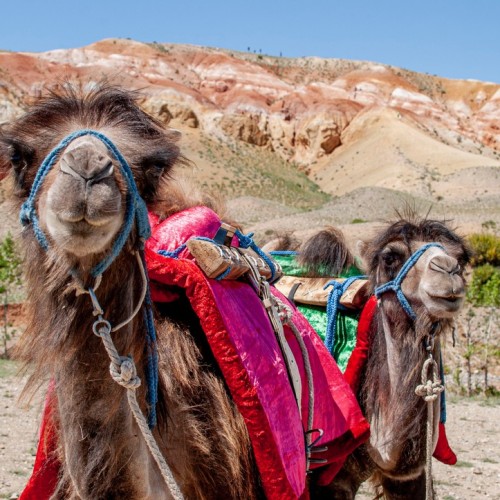 Алтайский максимум: все главные достопримечательности за неделю с комфортом (мини-группа)