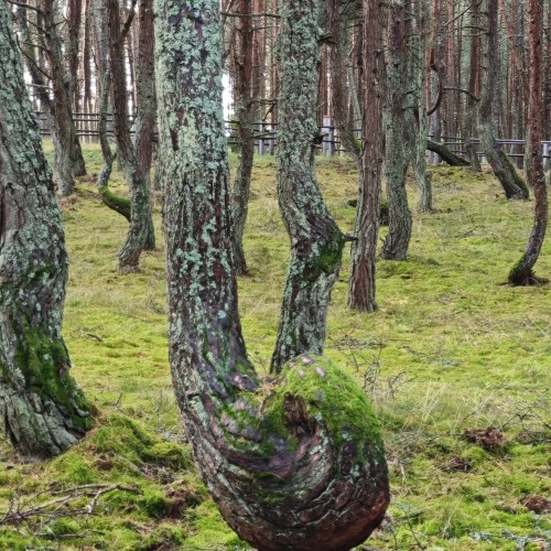 Куршская коса: земля древних куршей и великанши Неринги (из Калининграда)
