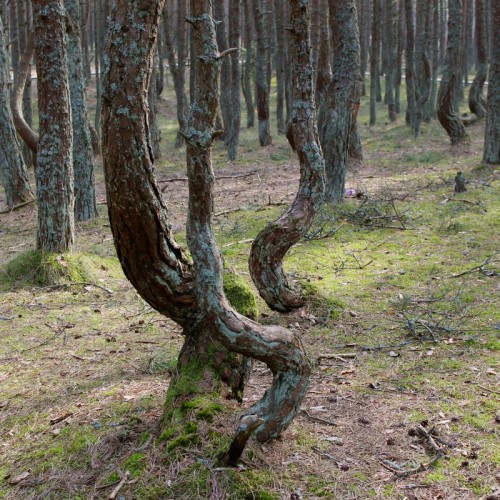Из Калининграда — на Куршскую косу и в Зеленоградск