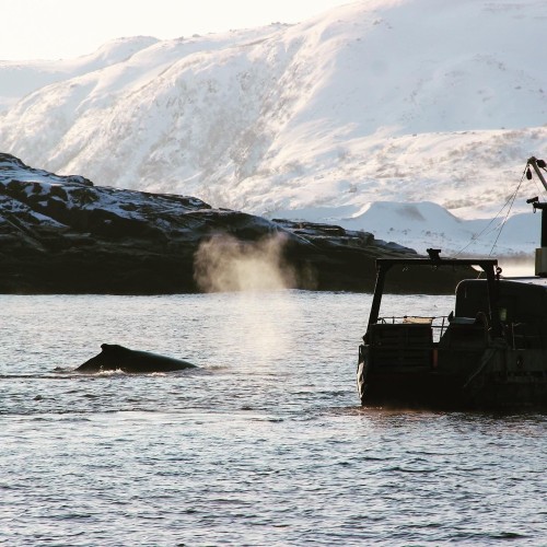 Океан впечатлений в Арктике: айс-флоатинг, северное сияние, морская прогулка и гастрономия