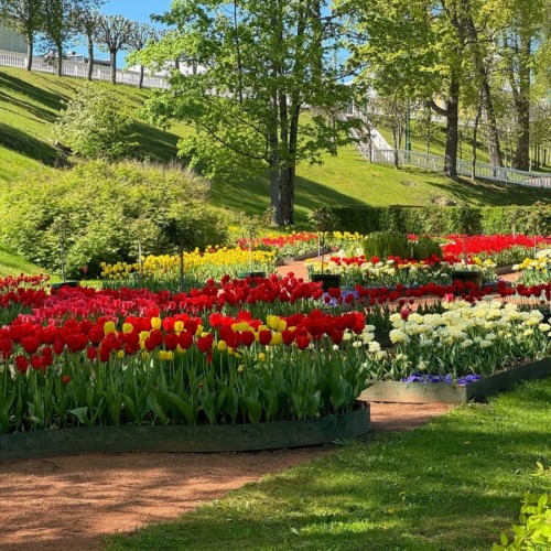 Парк и фонтаны Петергофа (всё включено)