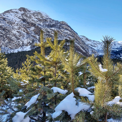 В снежную Верхнюю Балкарию на новогодние праздники: треккинг налегке с проживанием в гостинице