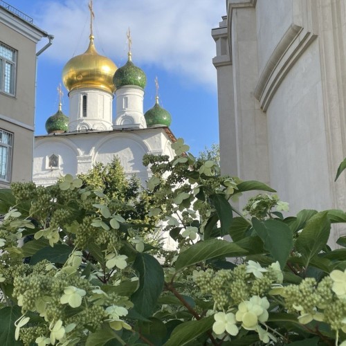 Москва выбирает чай