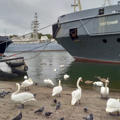 Калининградское наследие Восточной Пруссии: немецкая архитектура Раушена, Кёнигсберга, Пиллау