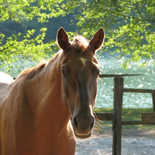 Приключения на лошадях в Сочи для новичков и опытных: по ущельям, долинам и лесам