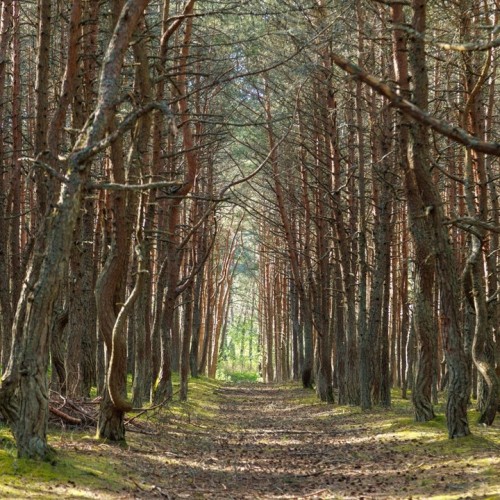 По популярным местам Калининграда и области: тур с длительностью на ваш выбор и заездом в любой день