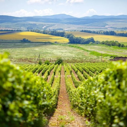 На одной широте с виноградниками Италии: гастропутешествие по винодельням Краснодарского края