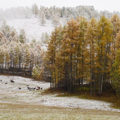 50 оттенков золота: путешествие по сентябрьскому Алтаю в мини-группе