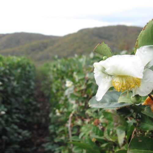 Перезагрузка в горах и на море в мини-группе