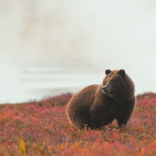 Увидеть душу Камчатки: джип-тур по неизведанным местам с круизом по Курильскому озеру (всё включено)