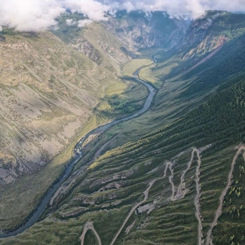 Лиловый наряд Алтая: путешествие по знаковым локациям и цветение маральника