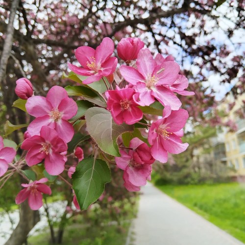 Фотопрогулка по Академгородку Новосибирска