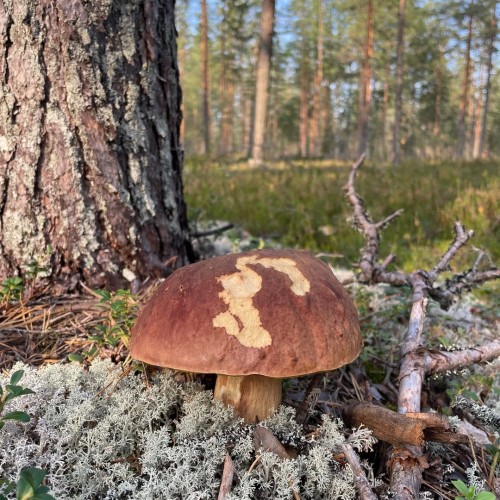 Перезагрузка в Приладожье с йогой, баней, сибирским чаном и сапами (всё включено)
