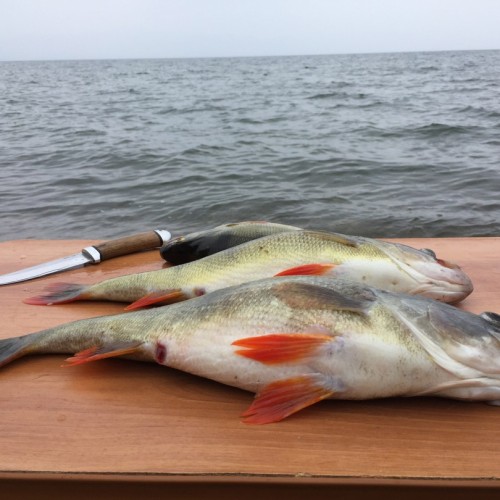 Результативная рыбалка на Гусином озере в своей компании