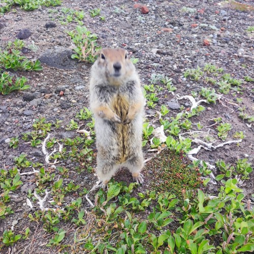Приключение на Камчатке в своей компании: огнедышащие горы, Малая долина гейзеров и восхождения