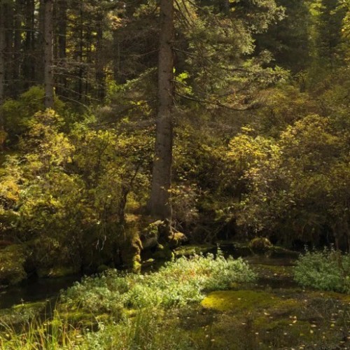 Вдохновение Алтая: ретрит в женской мини-группе с проживанием в уединённых домиках