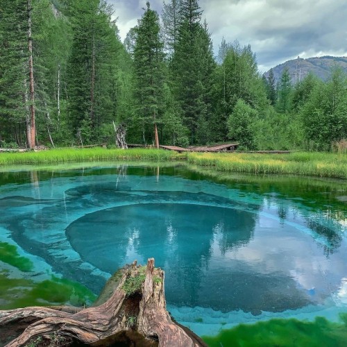 Лиловый наряд Алтая: путешествие по знаковым локациям и цветение маральника