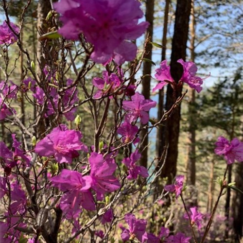 Краски Байкала: «Сибирский Париж», красоты Ольхона и цветение багульника