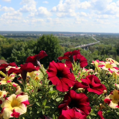 Тур-перезагрузка: трип из Владимира в Суздаль на 2 дня