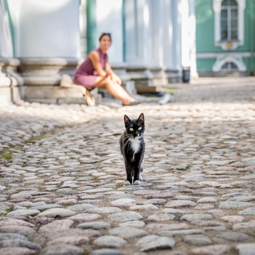 Экскурсия-квест для детей «коты в Эрмитаже»