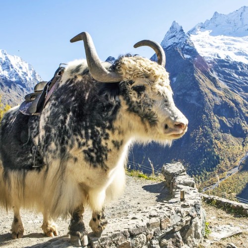 Лёгкий треккинг в горах Домбая с комфортом