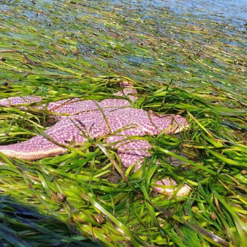 Фантастические пейзажи Сахалина и первозданная природа мыса Крильон