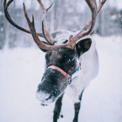 Великая долина Катуни: приключение-конструктор
