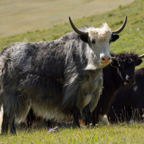 Этнотур по Алтайскому краю и Республике Алтай: всё включено