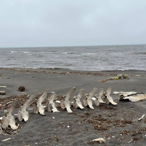 Увидеть душу Камчатки: джип-тур по неизведанным местам с круизом по Курильскому озеру (всё включено)