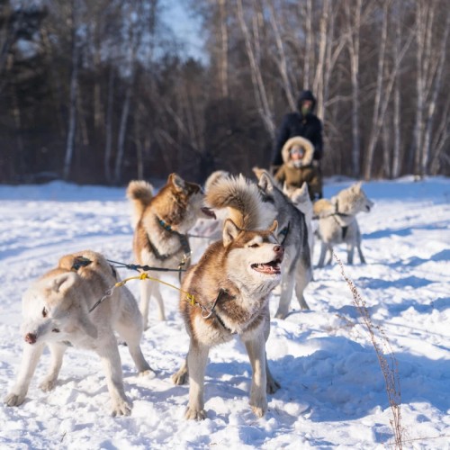 На Байкал под Новый год: катание на санях, прогулки по Ольхону и хрустальный лёд