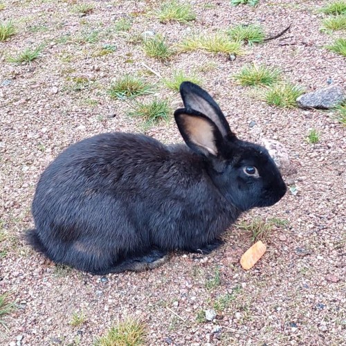 Ферма-парк «Илоранта» + дегустация сыров и сидра — из Санкт-Петербурга