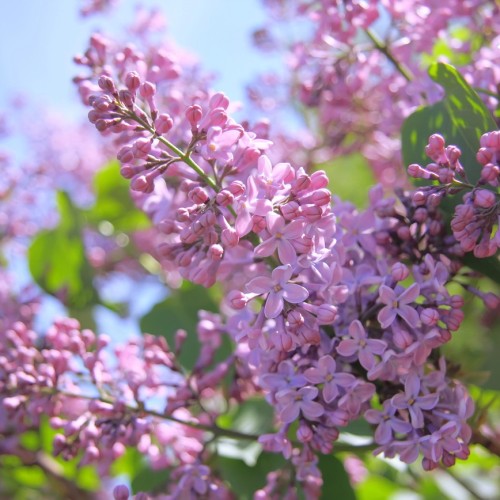 На цветение сирени в Липецкую область из Москвы: Богородицк, Елец и природа